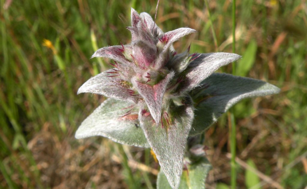 Dovrebbe essere Stachys thirkei